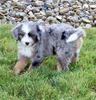 Mini Bernedoodle