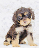 Cavapoo