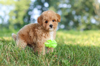 Maltipoo