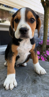 Beabull