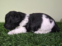 Mini Poodle