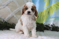 Cavapoo