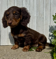 Mini Dachshund