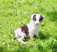 Corgi Aussie Mix