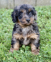 Cockapoo