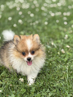 Pomeranian