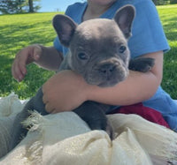 French Bulldog