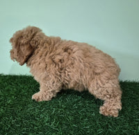 Mini Poodle