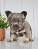 Fluffy French Bulldog