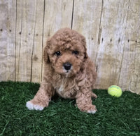Mini Poodle
