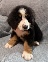 Bernese Mountain Dog