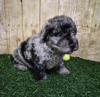 Mini Poodle