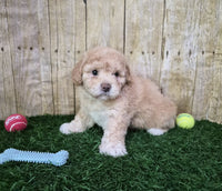  Mini Poodle