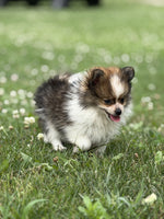 Pomeranian