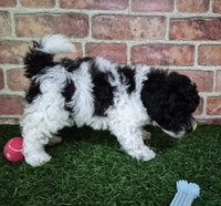 Mini Poodle
