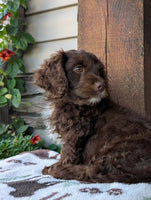 Cavapoo