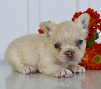 Fluffy French Bulldog