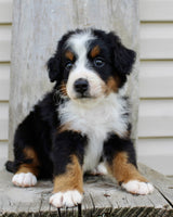 Bernedoodle