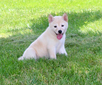 Shiba Inu