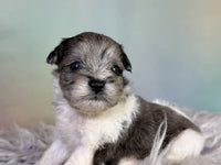 Schnoodle