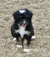 Mini Bernedoodle