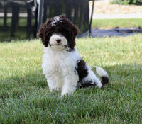 Cockapoo
