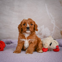 Cavapoo