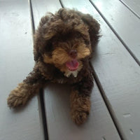 Mini Poodle