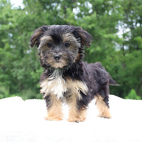 Morkie