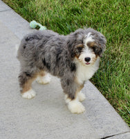 Mini Bernedoodle