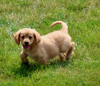 Mini Golden Retriever