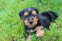 Morkie