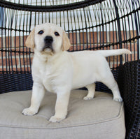 Labrador Retriever