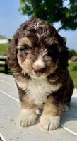 Mini Aussiepoo