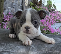 Boston Terrier