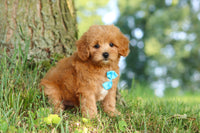 Maltipoo