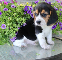 Beagle