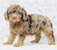 Cavapoo