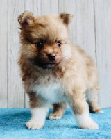 Pomeranian