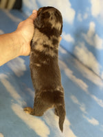 Mini Dachshund