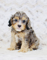 Cavapoo