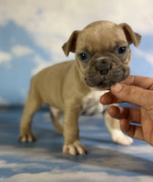 Frenchton