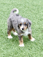 Mini Bernedoodle