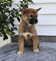  Shiba Inu