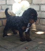 Cavapoo