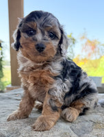 Cavapoo