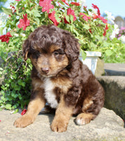  Mini Aussiepoo