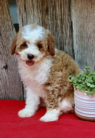 Mini Poodle