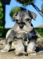 Echo Male AKC Mini Schnauzer $999