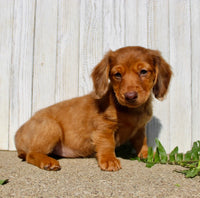 Mini Dachshund